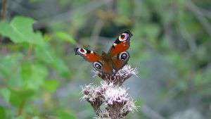 A borboleta e a chama