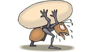 A formiga e o grão de trigo