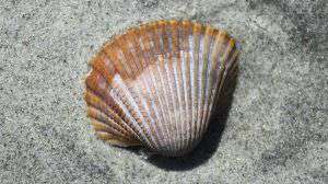 A ostra e o camundongo