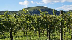 A parreira e a velha árvore