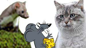 O camundongo, a fuinha e o gato