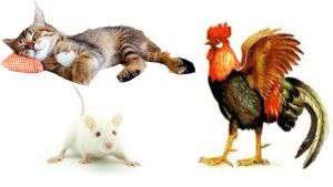 O Ratinho, O Gato E O Galo